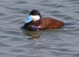 Ruddy Duck