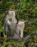 Grey Heron (two juvenile birds at the nest)