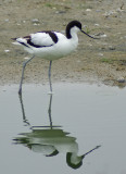 Avocet