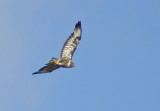 Common Buzzard