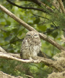 Little Owl