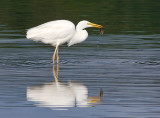 Great White Egret