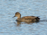 Gadwall