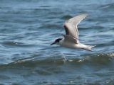 Common Tern - Sterna hirundo - Fisktrna.jpg