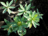 Euphorbia balsamifera.jpg
