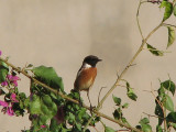  Stonechat - Svarthakad buskskvtta - .jpg