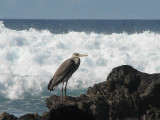 Grey Heron - Gr hger.jpg