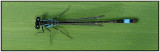 Ishnura elegans - Allmn kustflickslnda.jpg