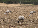 Cranes feeding .jpg