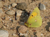 Clouded Yellow.jpg