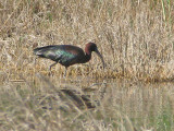 Glossy Ibis - Bronsibis.jpg at Akrotiri marsh