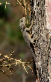 Hardun Lizard - Agama stello.jpg