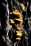 mushrooms