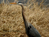 Grand-Heron -Halte.jpg