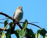 Bruant des plaines St-Jacques  juill. 06 008P.jpg