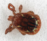 Tick_American Dog 052907 021r.jpg