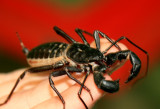 Scorpion NYNJ.jpg
