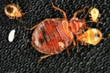 Bed Bug 17.jpg