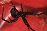 Black Widow 071107 128r.jpg