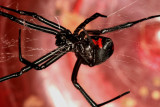 Black Widow 071107 091r.jpg