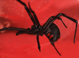 Black Widow 071107 129r2.jpg