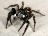 Jumping Spider 072707 13r.jpg