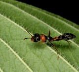Mexican Twig Ant Pseudomyrmex 072207a 003br1.jpg