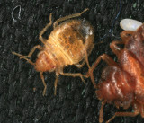 Bed Bug 006r.jpg