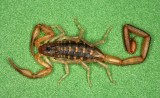 Scorpion 080107 015r.jpg