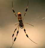 Golden Silk Spider 080407 12r.jpg