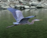 Great Blue Heron