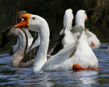 White China Goose
