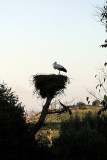 041 Rabat - Stork nest, Chellah.JPG
