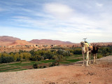 067 Enroute to T. Gorge - Landscape with camel.JPG