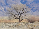 Tree in Owens Valley