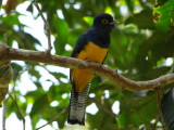 Trogon violaceus