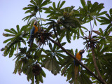 Blue and gold Macaws