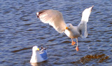 Les oiseaux de mer sont  Paris