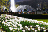 Les tulipes du Palais Royal