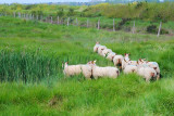 Les moutons du marais.