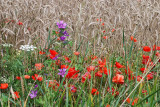 Cereals and wild flowers.