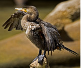 Neotropic Cormorant