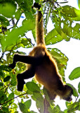 Central America Spider Monkey