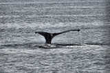 Humpback