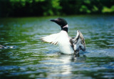 Common Loon