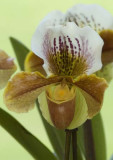 Keukenhof