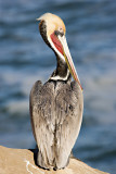 Pelican