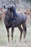 Wildebeest