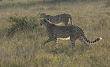 Morning Cheetah Hunt