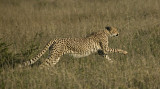 Cheetah on the run